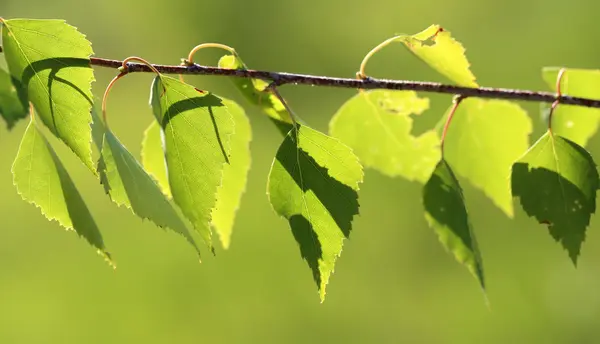 Hermosas hojas verdes grandes —  Fotos de Stock