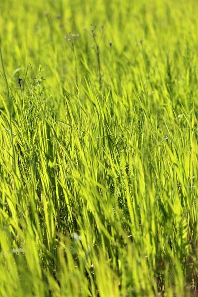 Krásné zelené trávě — Stock fotografie