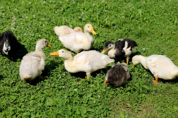 Beautiful ducks — Stock Photo, Image