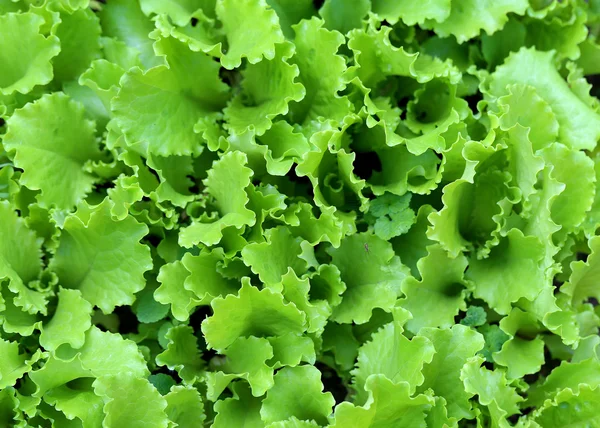 Beautiful delicious green salad Stockafbeelding