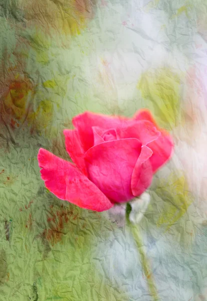 Hermosa flor de una rosa — Foto de Stock