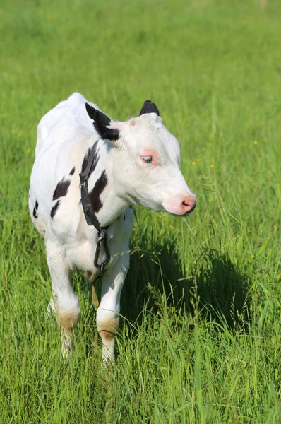 Portret van een jonge stier — Stockfoto