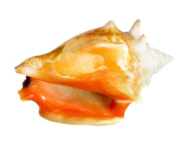 güzel deniz kabuğu  