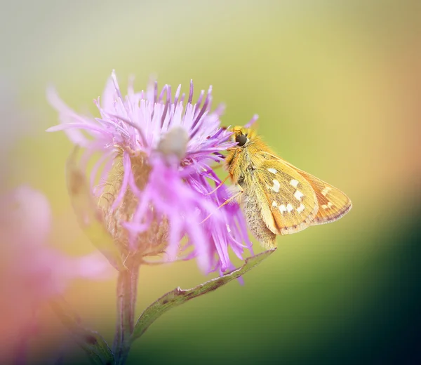 Foto pequeña mariposa — Foto de Stock