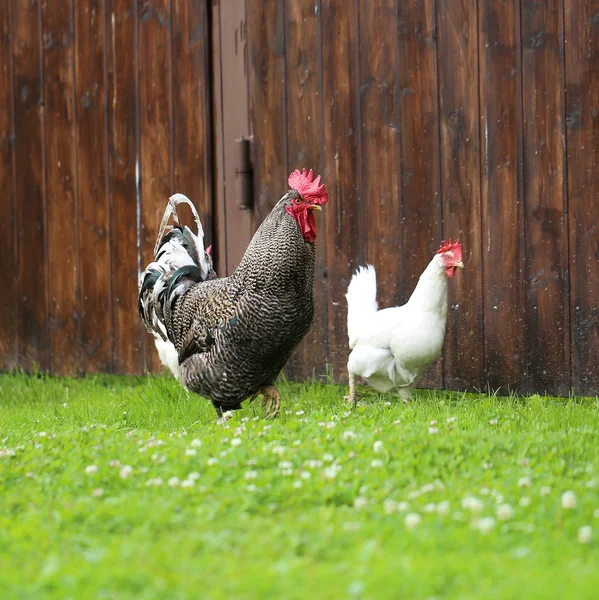 Foto kyckling — Stockfoto
