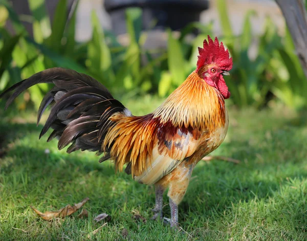 Vackra flerfärgade tupp — Stockfoto