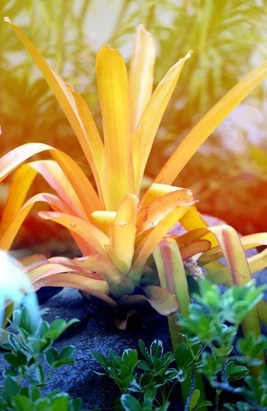 花 bromeliya — 图库照片