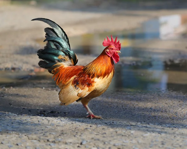 Schöner vielfarbiger Hahn — Stockfoto