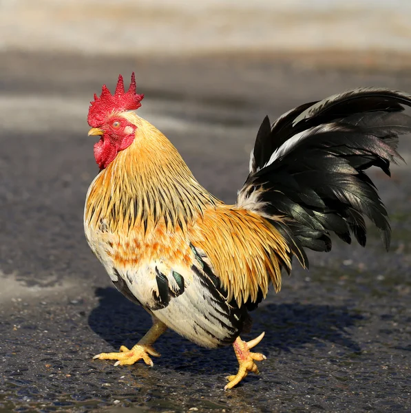 Beautiful multi-colored rooster — Stock Photo, Image