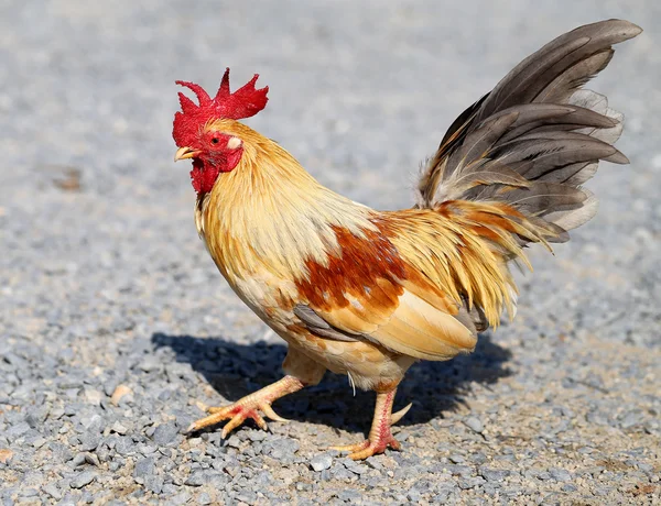 Beautiful multi colored rooster Stock Photos, Royalty Free Beautiful