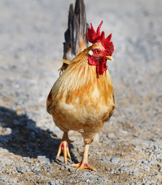 Beautiful multi-colored rooster — Stock Photo, Image