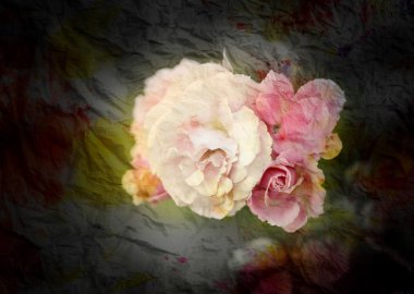 arka plan parlak güller