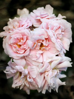 Arka plan pembe güller