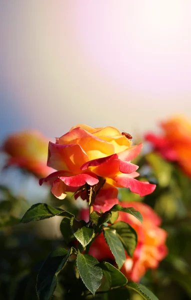 Background bright roses — Stock Photo, Image