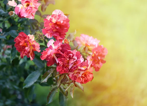 Background bright roses — Stock Photo, Image