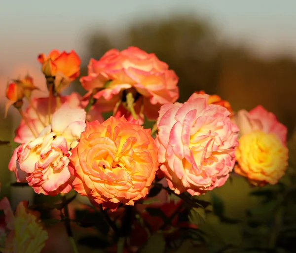 Achtergrond felle rozen — Stockfoto