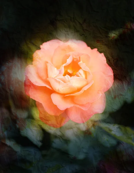 Elegant rose — Stock Photo, Image