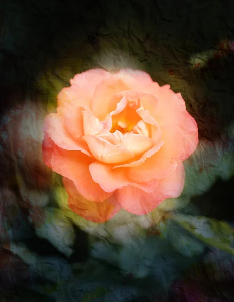 Rosa elegante — Foto de Stock