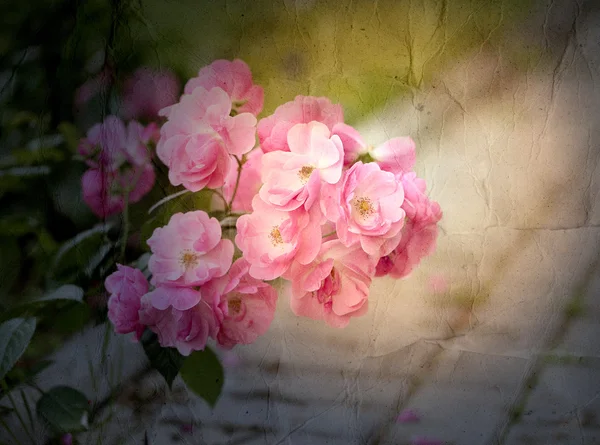 Background pink roses — Stock Photo, Image