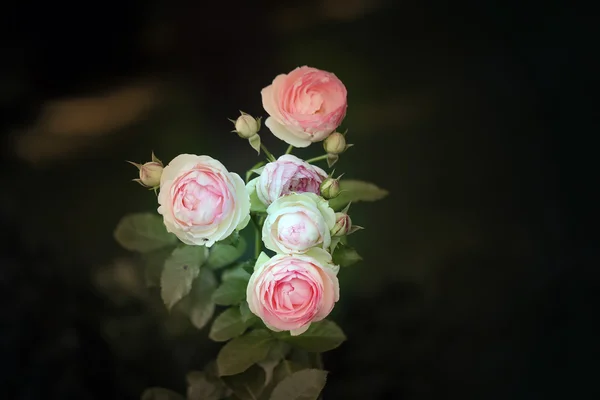 Background pink roses — Stock Photo, Image