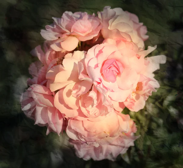 Background pink roses — Stock Photo, Image
