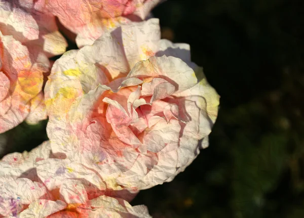 Achtergrond felle rozen — Stockfoto