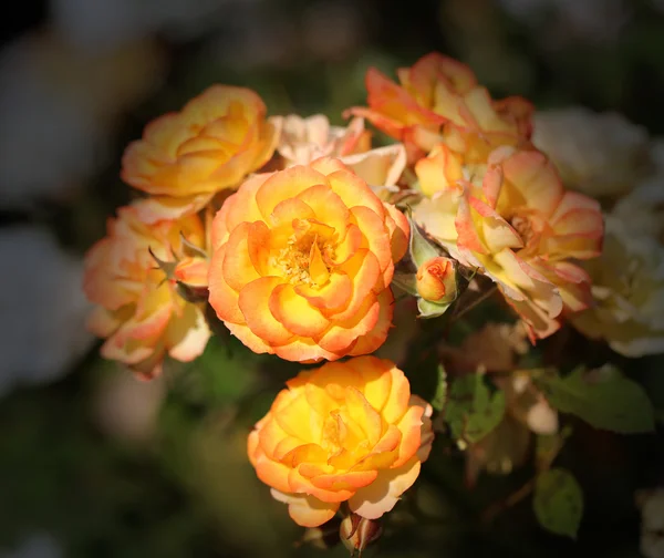 Achtergrond felle rozen — Stockfoto