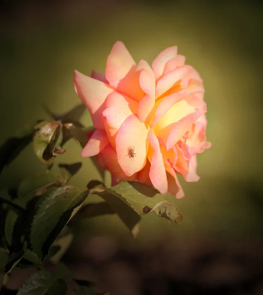 Beautiful rose flower on green background — Stock Photo, Image