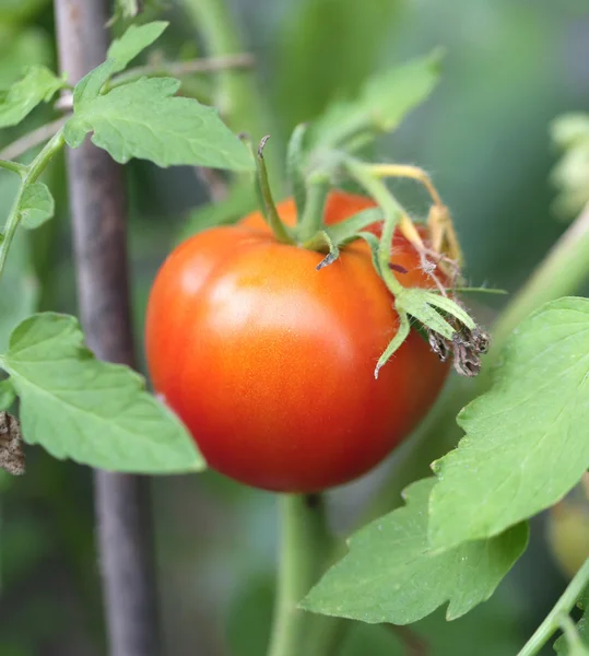 Большой красный вкусный помидор — стоковое фото