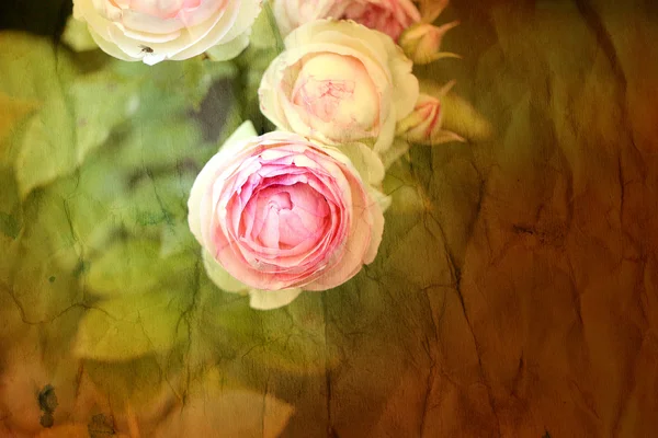 Hermosa flor de rosa sobre fondo verde — Foto de Stock