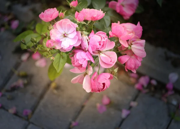 Beautiful rose flower on green background — Stock Photo, Image