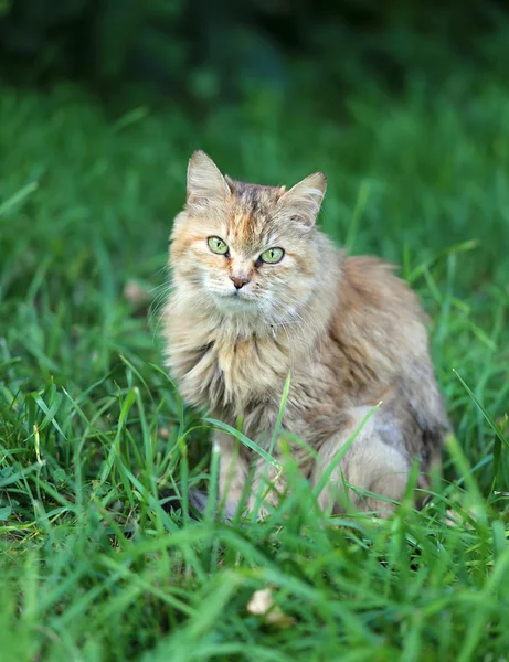 Hermoso gato — Foto de Stock