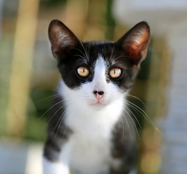 Yerde oturan güzel kedi 