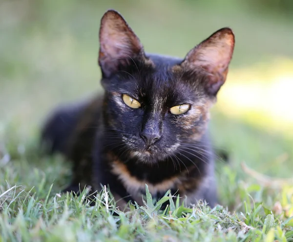 Beautiful cat sitting on the ground — Stock Photo, Image