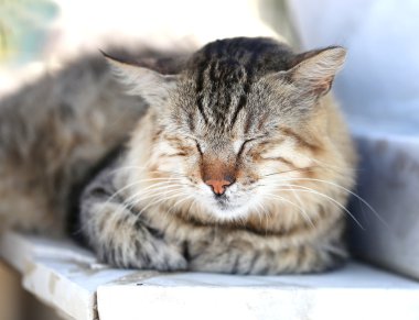 Yerde oturan güzel kedi