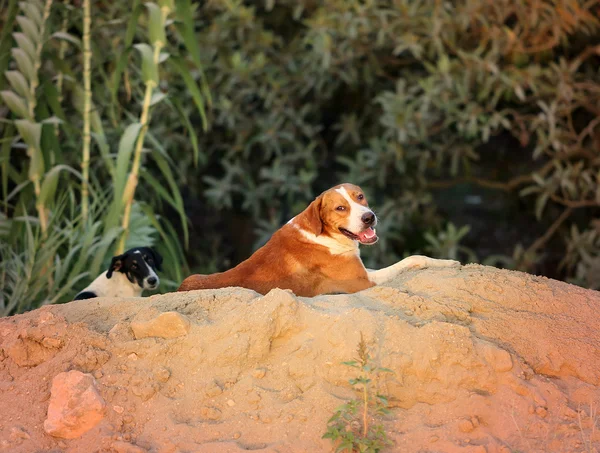 Bellissimi cani selvatici — Foto Stock