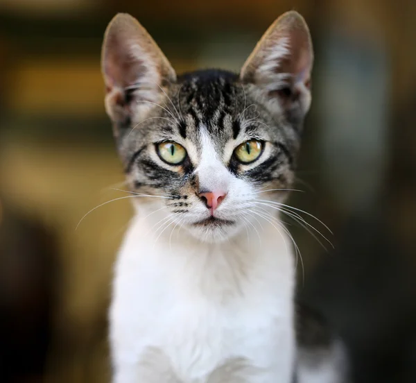 Mooie kat, zittend op de grond — Stockfoto