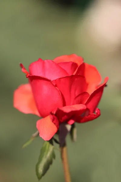 Hermosa flor de una rosa — Foto de Stock