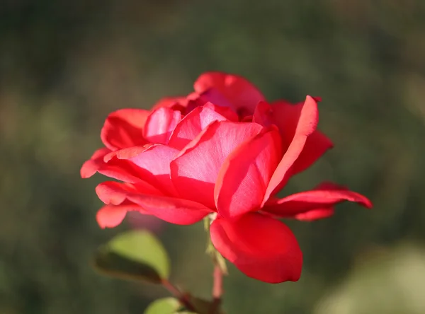 Hermosa flor de una rosa — Foto de Stock