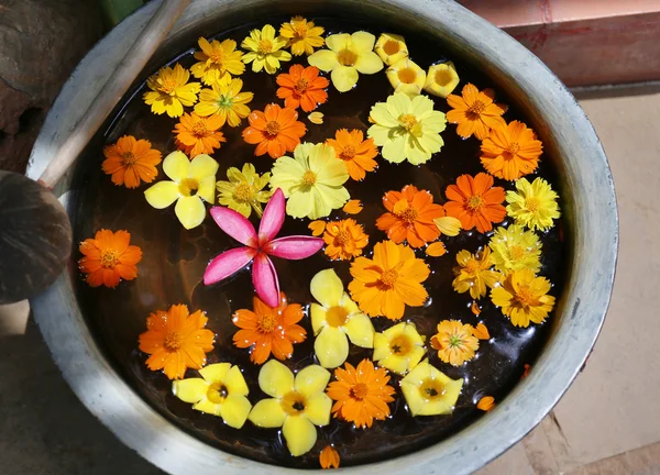 Bellissimi fiori in un vaso — Foto Stock