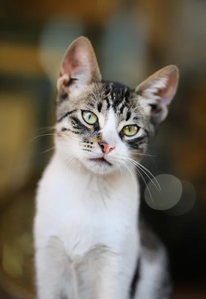 Mooie kat, zittend op de grond — Stockfoto