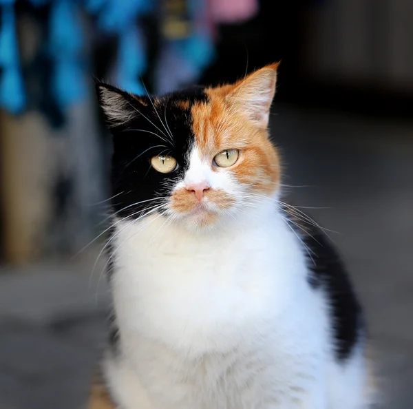 Dreifarbige Katze — Stockfoto