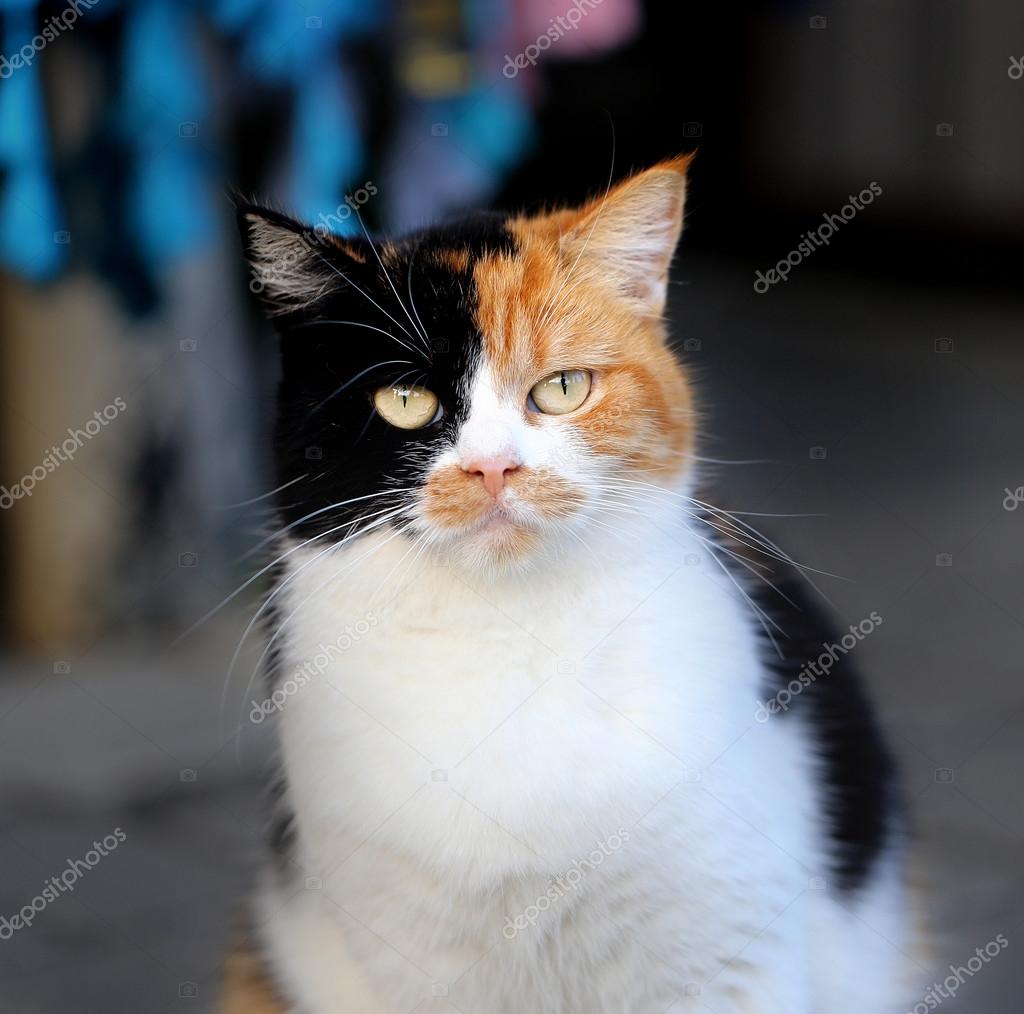 Three colored cat — Stock Photo © tanor 88513902