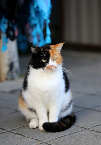 Dreifarbige Katze — Stockfoto