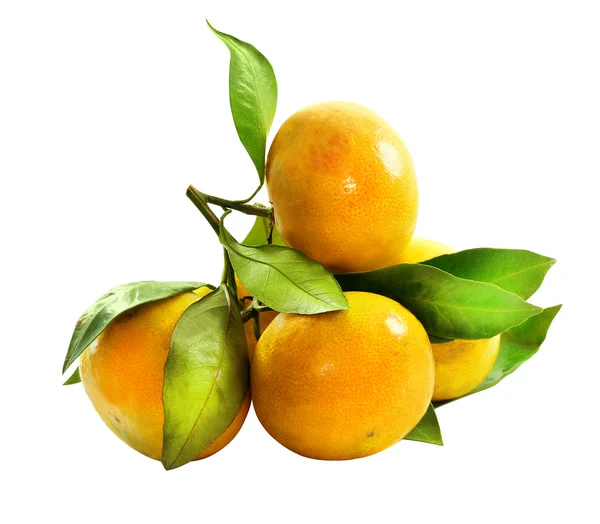 Tangerines on a branch — Stock Photo, Image