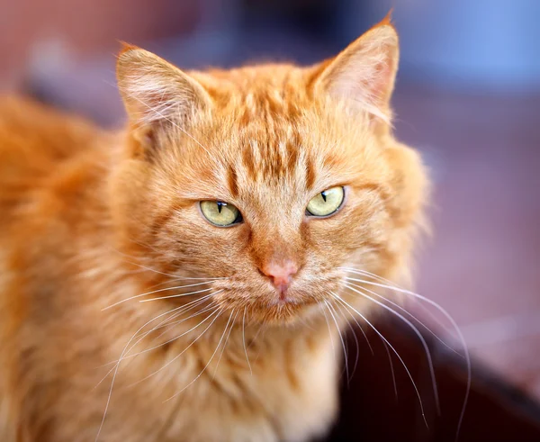 Hermoso retrato de un gato — Foto de Stock