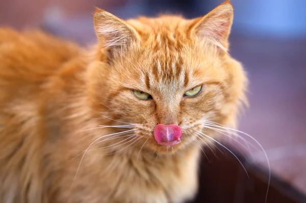 Schönes Porträt einer Katze — Stockfoto