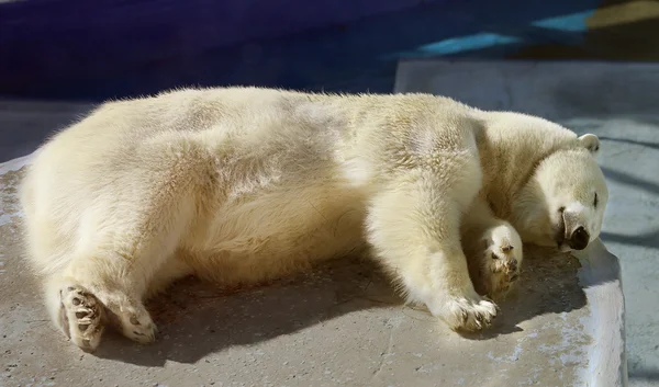 Beautiful white bear — Stock Photo, Image