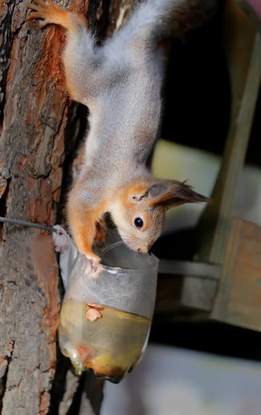Gyönyörű portréja egy mókus — Stock Fotó