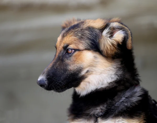 Piękny portret psa — Zdjęcie stockowe